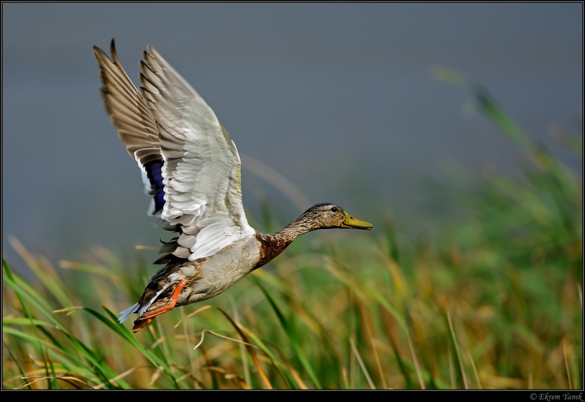 Mallard