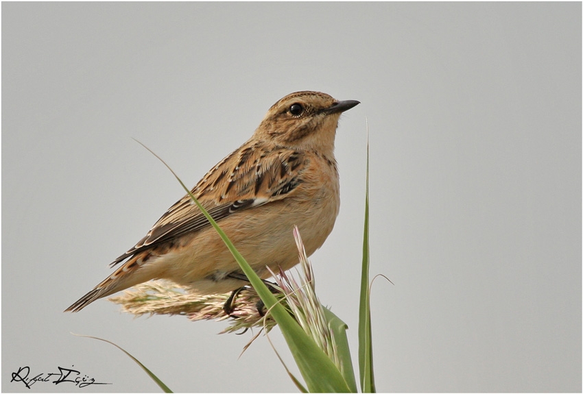 Whinchat