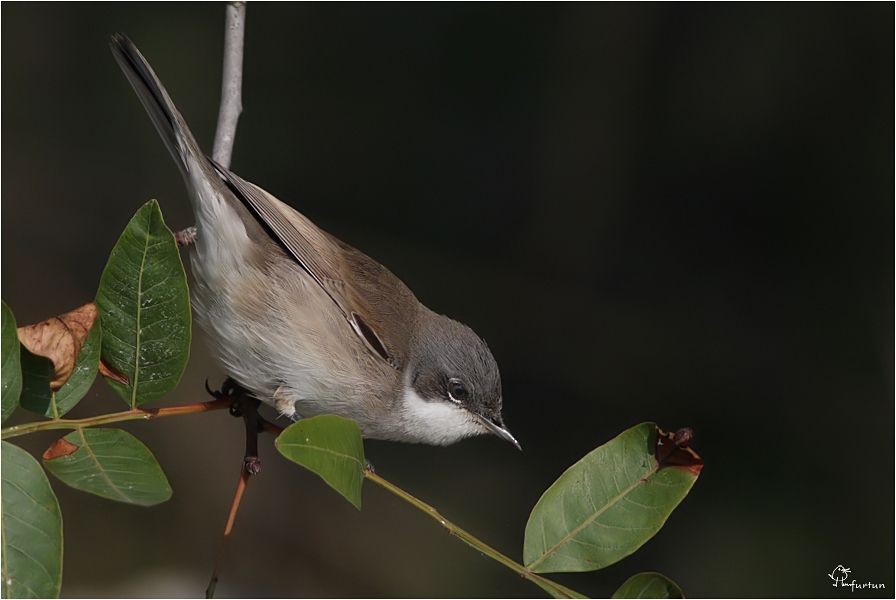 Lesser Whitethroat