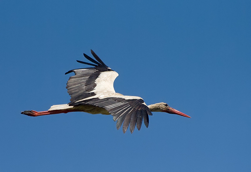 White Stork