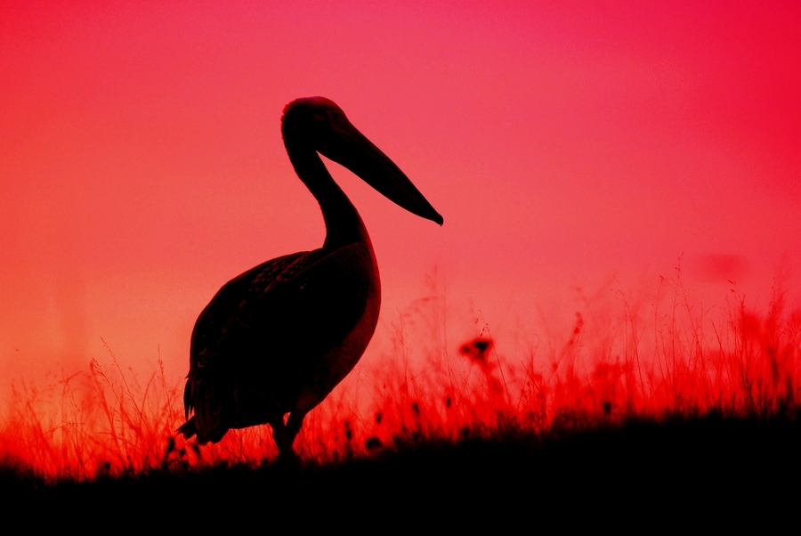 Great White Pelican