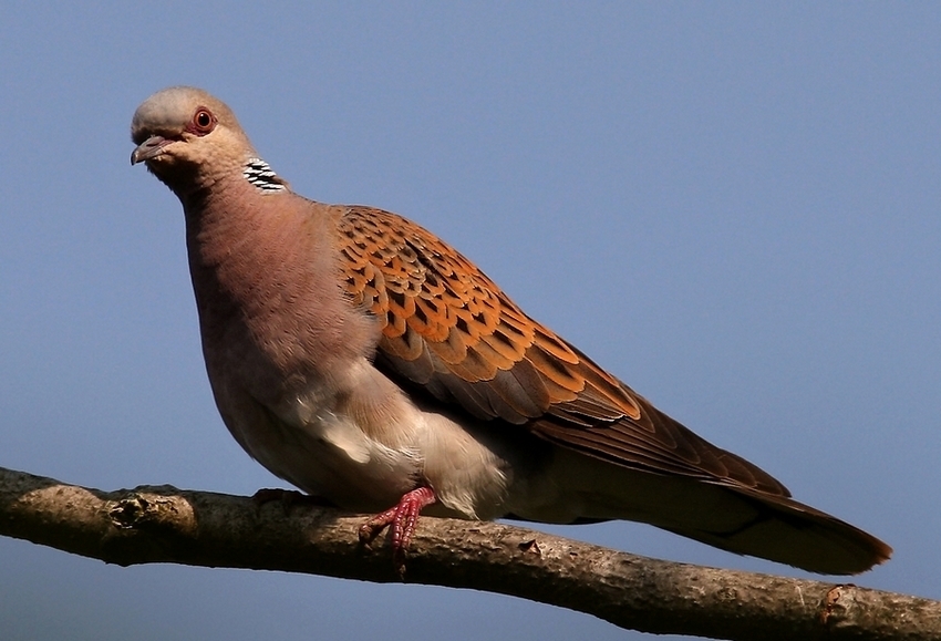 European Turtle Dove