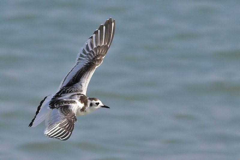 Little Gull