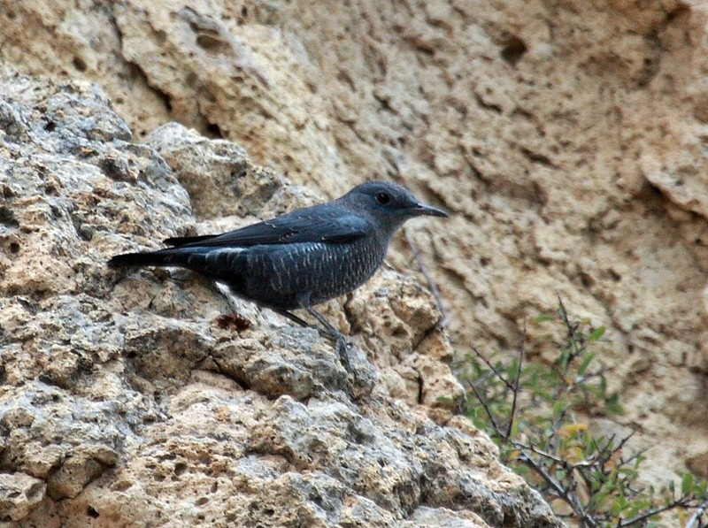 Blue Rock Thrush