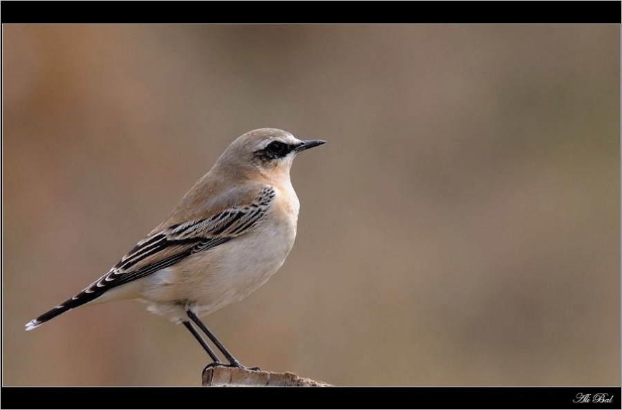 Northern Wheatear