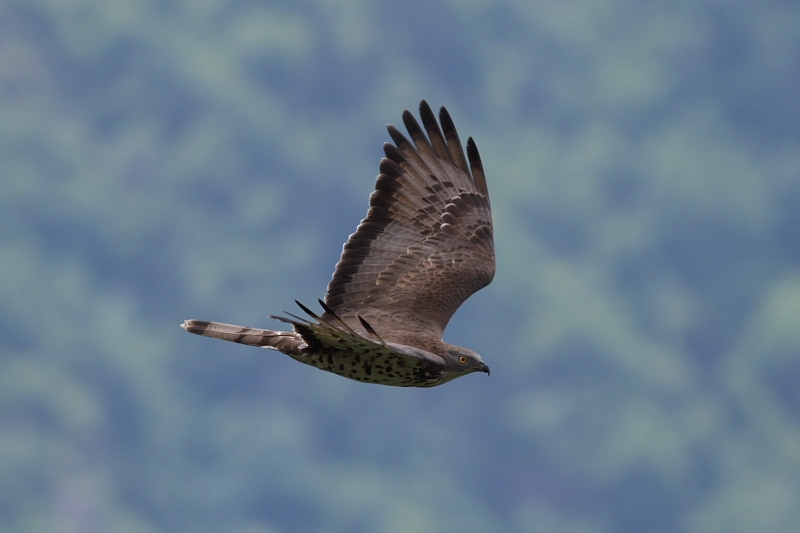 European Honey Buzzard
