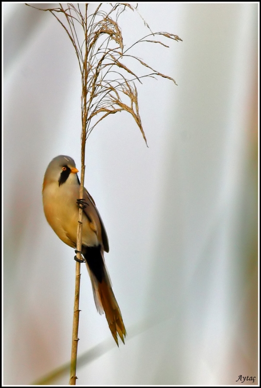 Bearded Reedling
