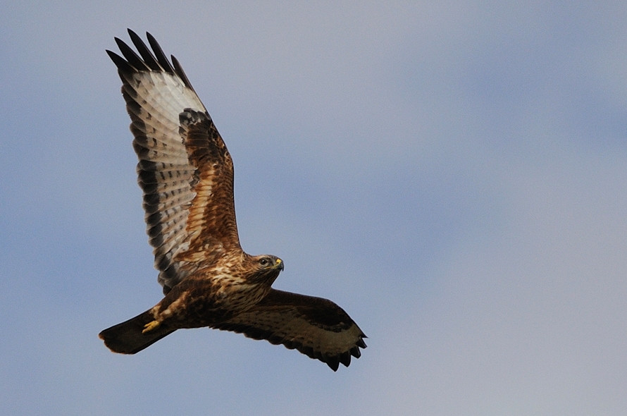 Common Buzzard
