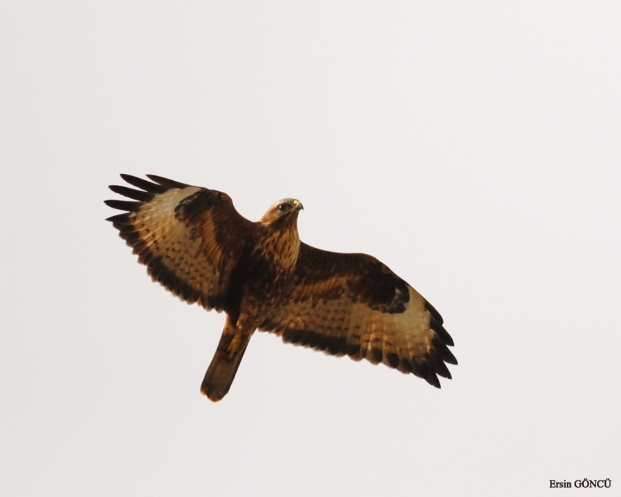 Common Buzzard