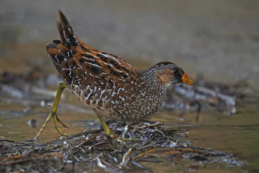 Spotted Crake