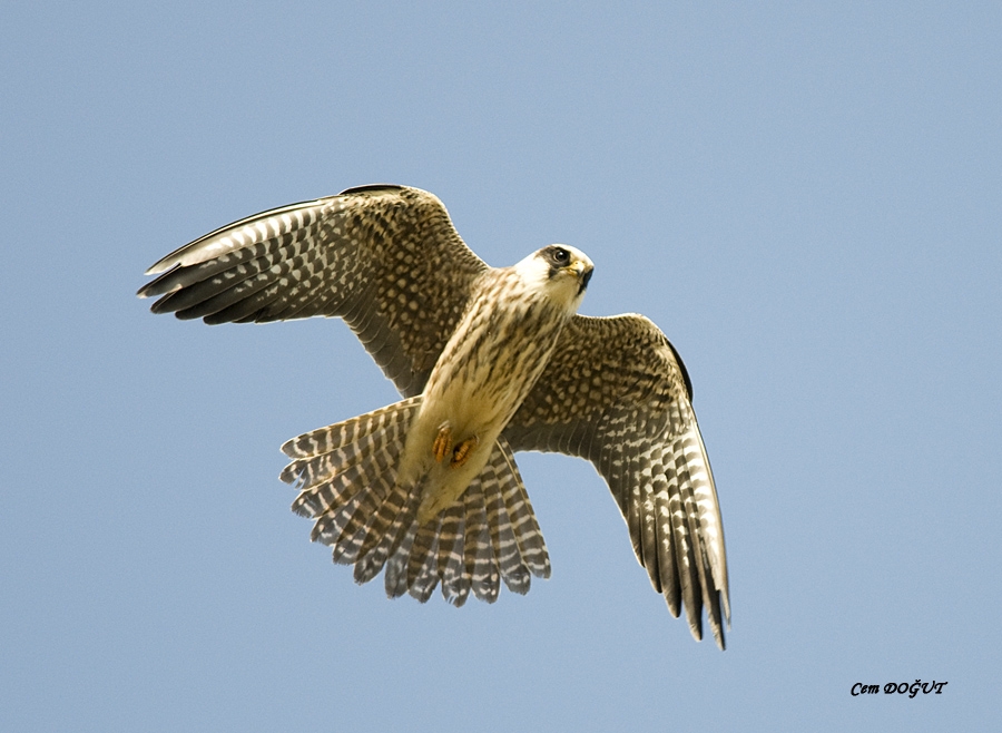 Red-footed Falcon