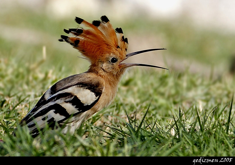 Common Hoopoe