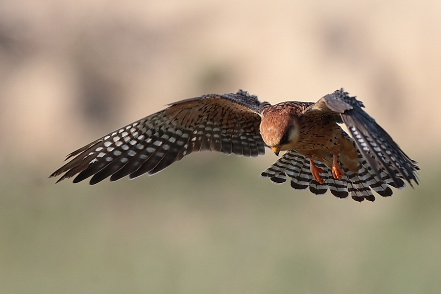 Red-footed Falcon