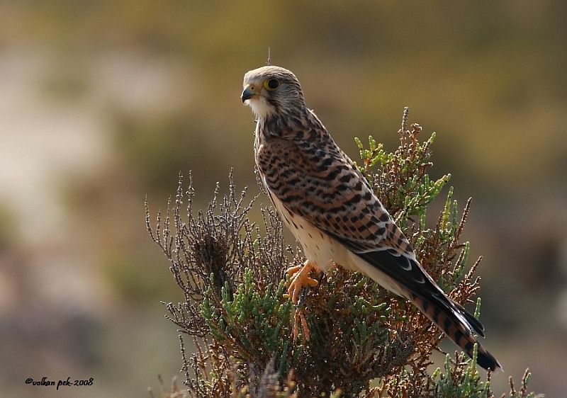 Common Kestrel