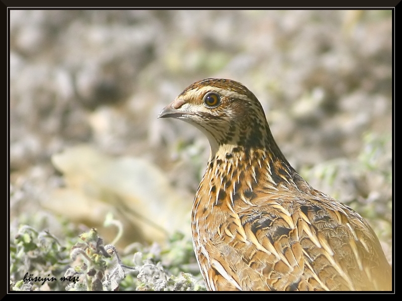 Common Quail