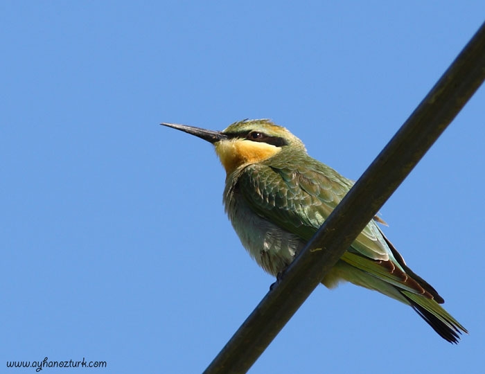 Blue-cheeked Bee-eater