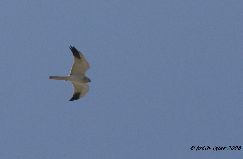 Pallid Harrier