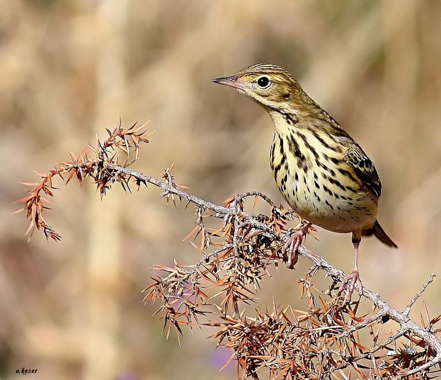 Tree Pipit