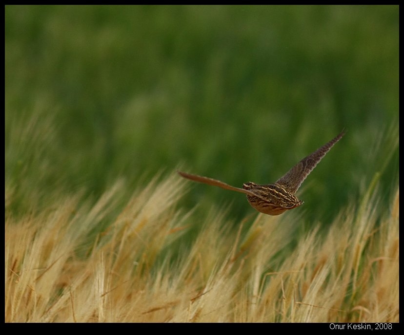 Common Quail