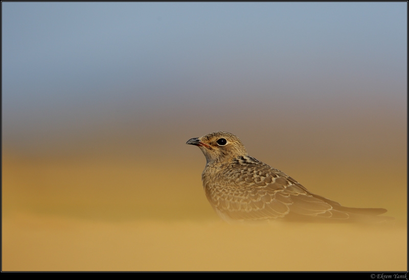 Collared Pratincole