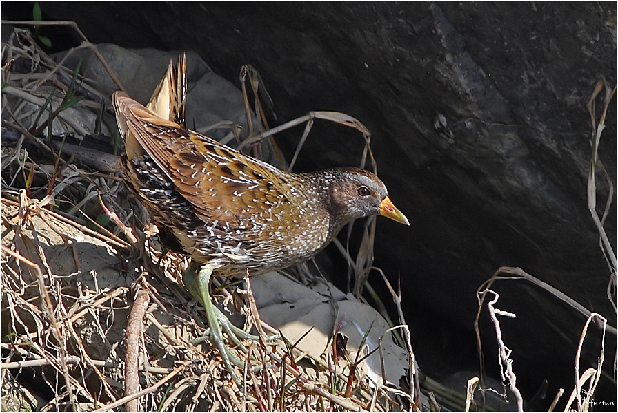 Spotted Crake