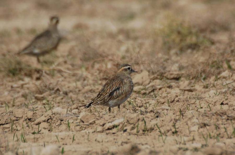 Eurasian Dotterel