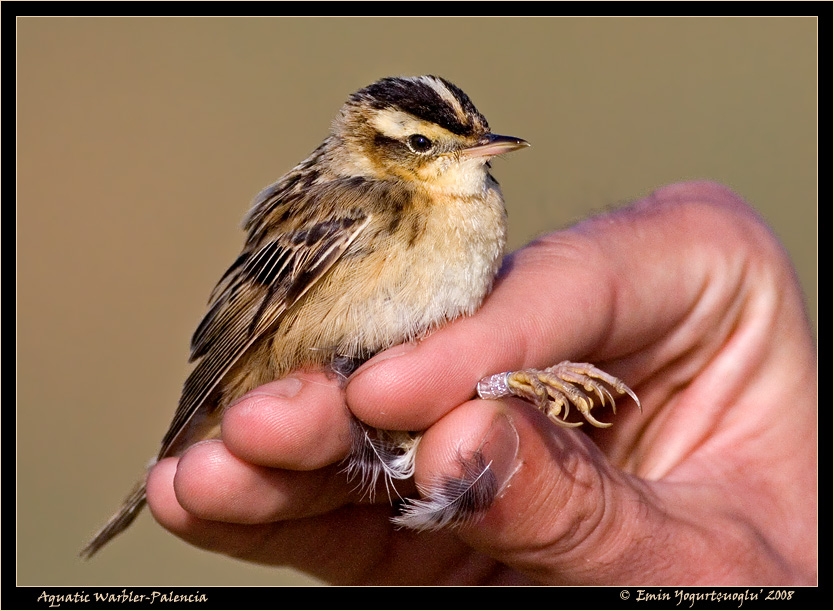 Aquatic Warbler