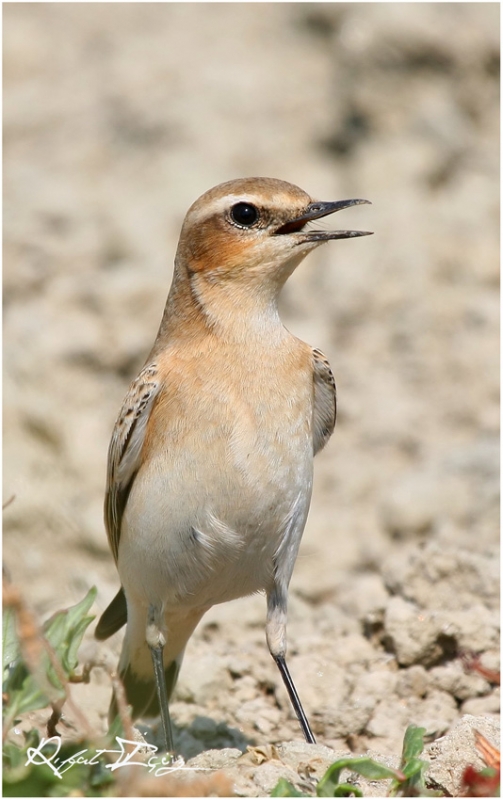 Northern Wheatear