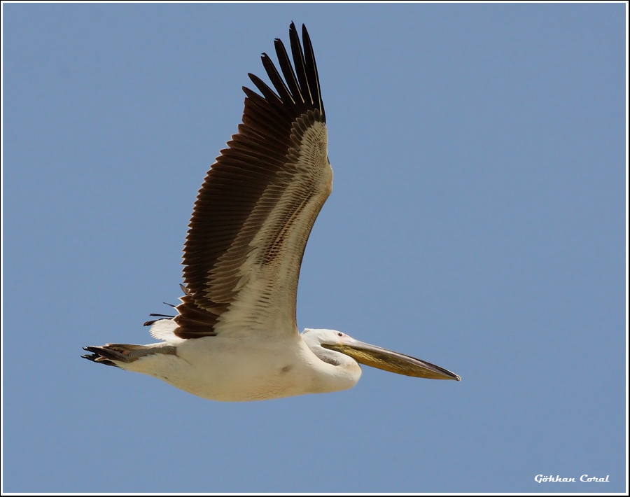 Great White Pelican
