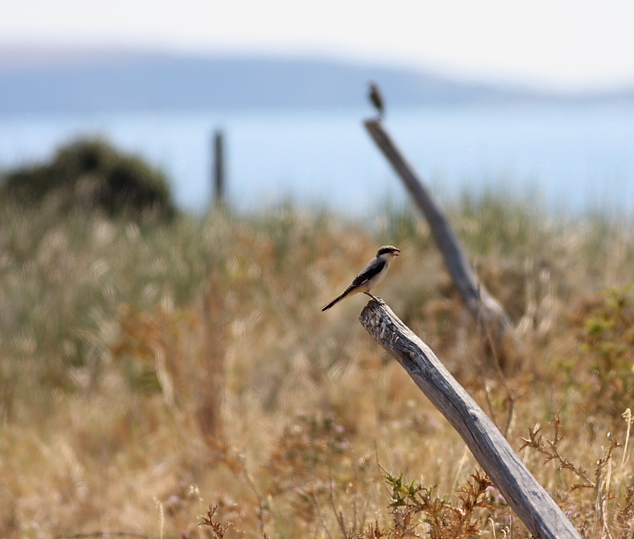 Lesser Grey Shrike