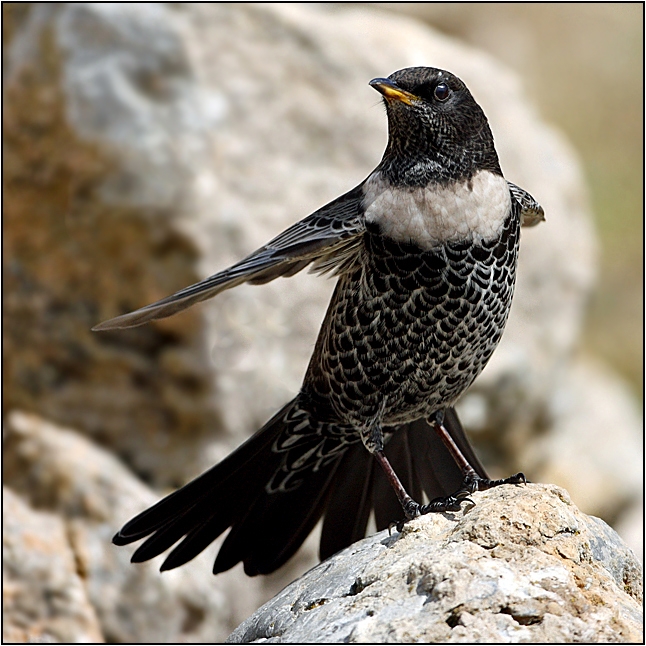 Ring Ouzel