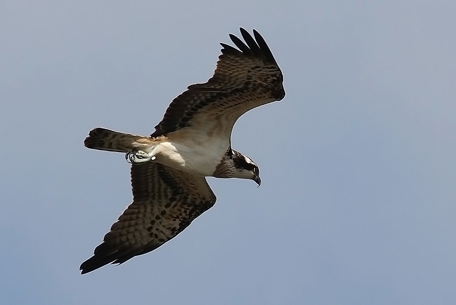 Osprey
