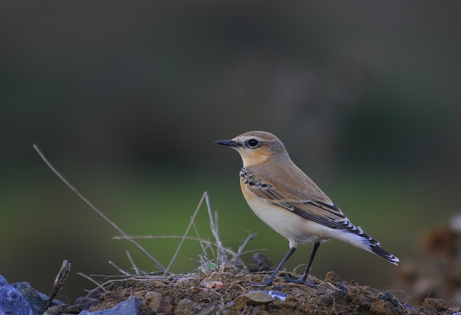 Northern Wheatear