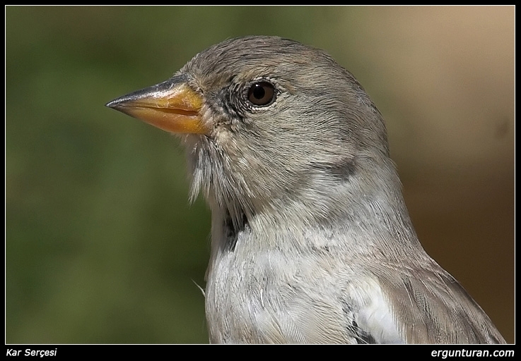 White-winged Snowfinch