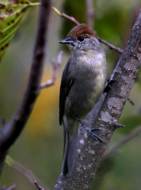 Eurasian Blackcap