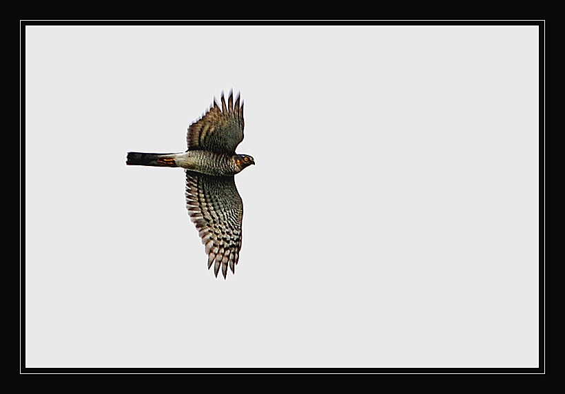 Eurasian Sparrowhawk