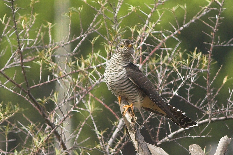 Common Cuckoo