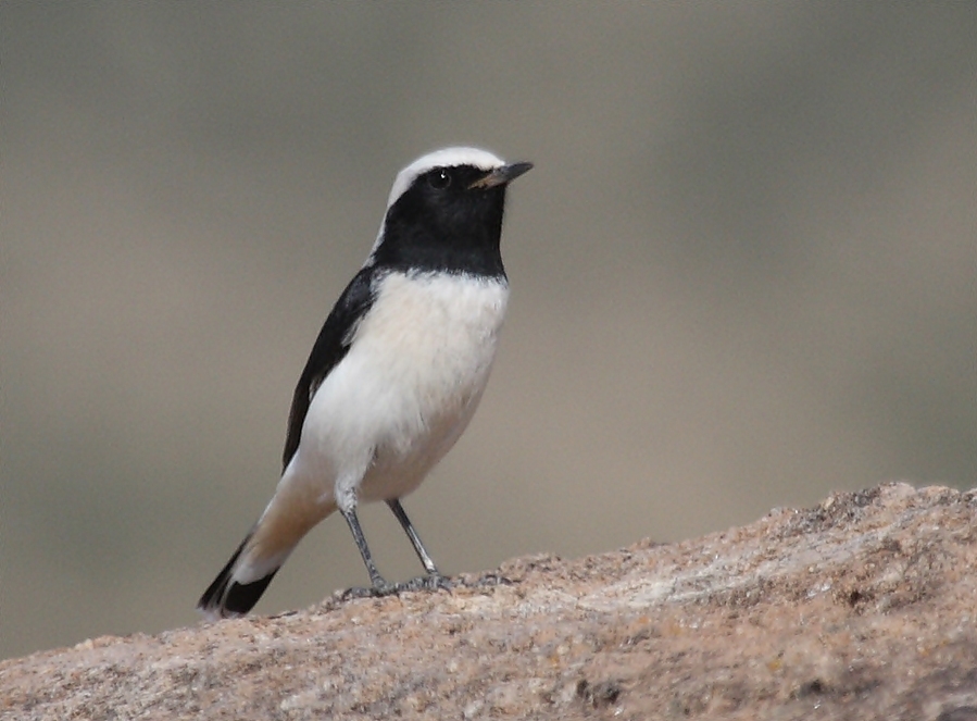 Finsch`s Wheatear