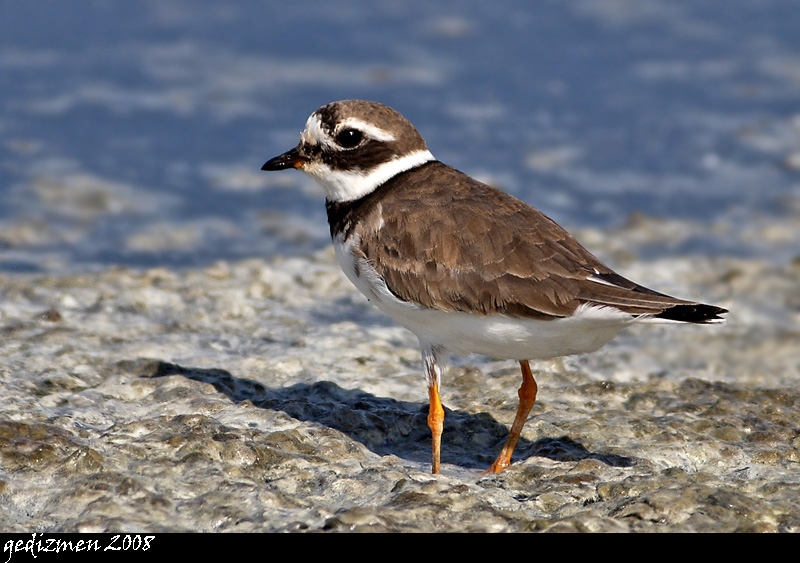 Common Ringed Plover