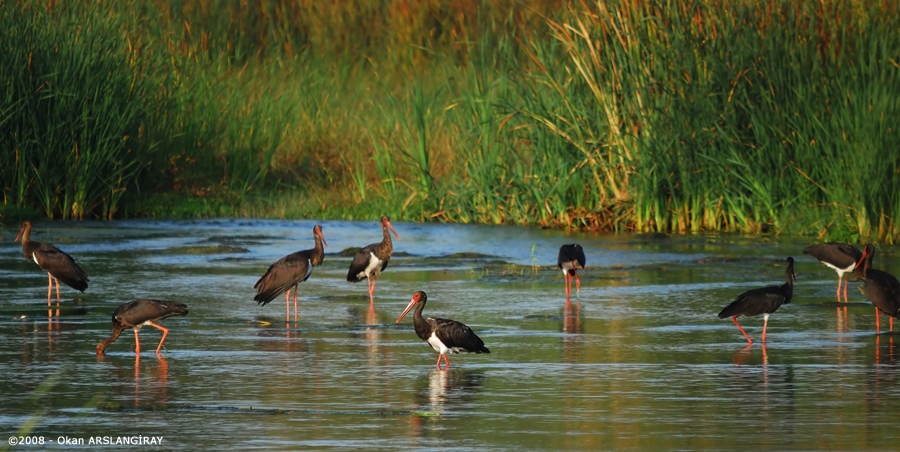 Black Stork