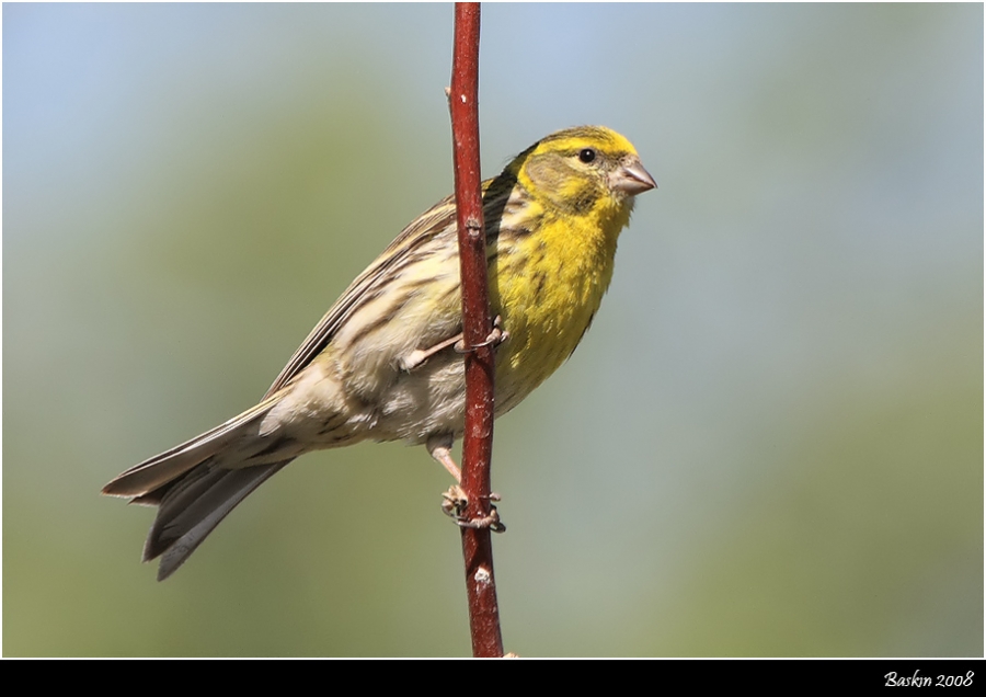 European Serin