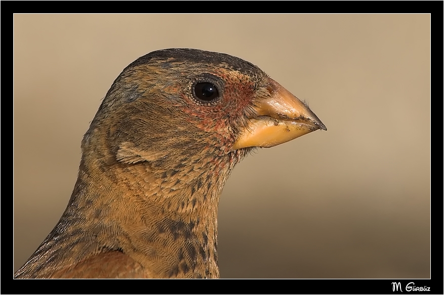 Crimson-winged Finch
