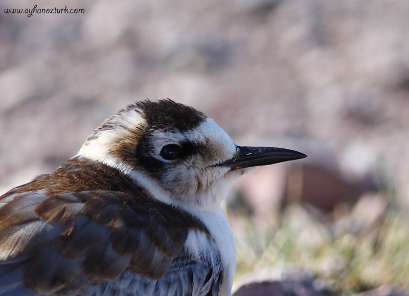 White-winged Tern