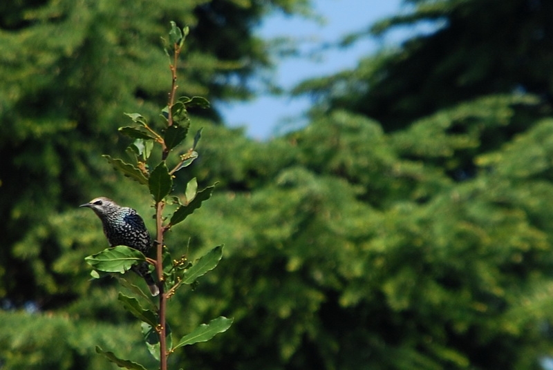 Common Starling