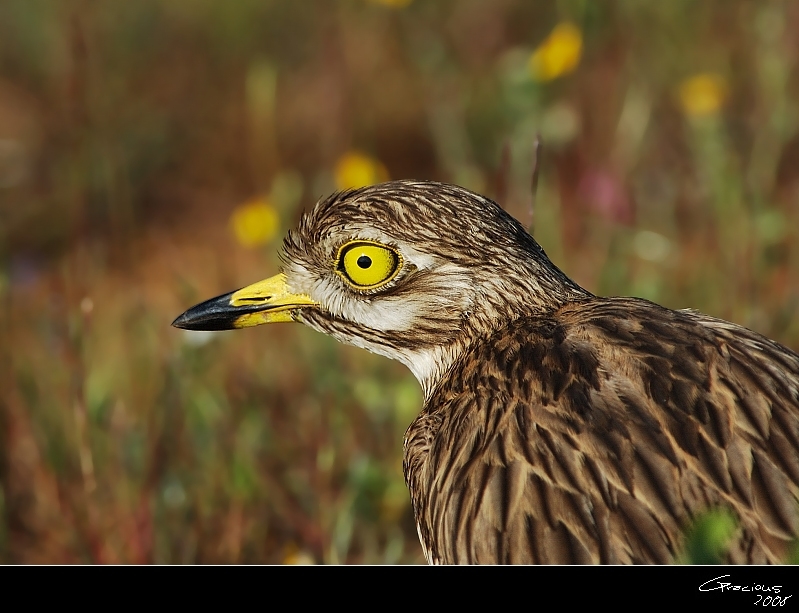 Eurasian Stone-curlew