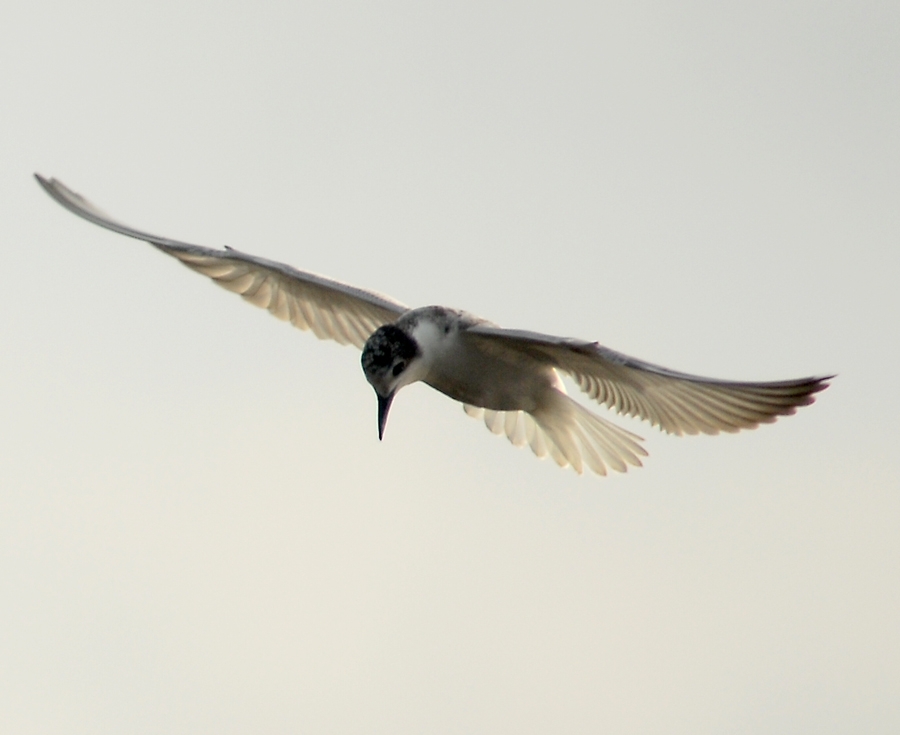 Sandwich Tern