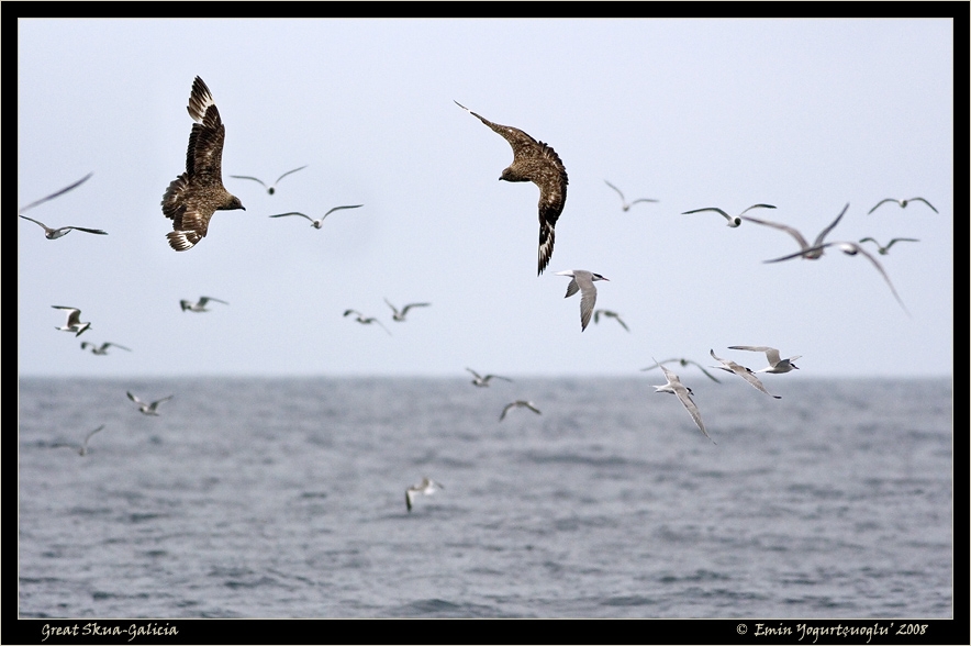 Great Skua