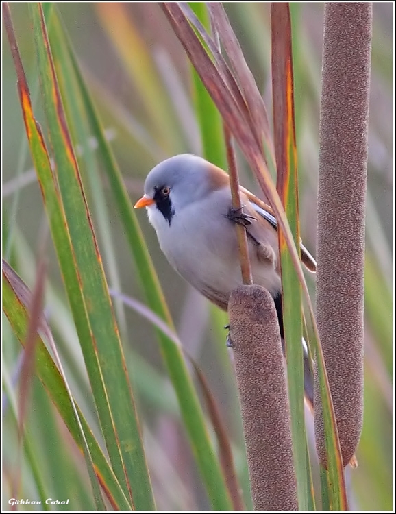 Bearded Reedling