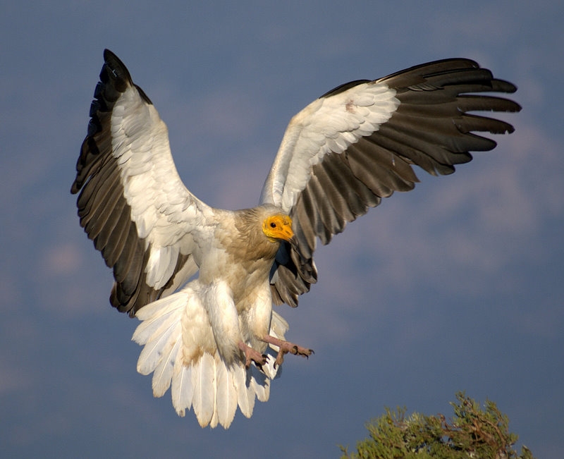 Egyptian Vulture