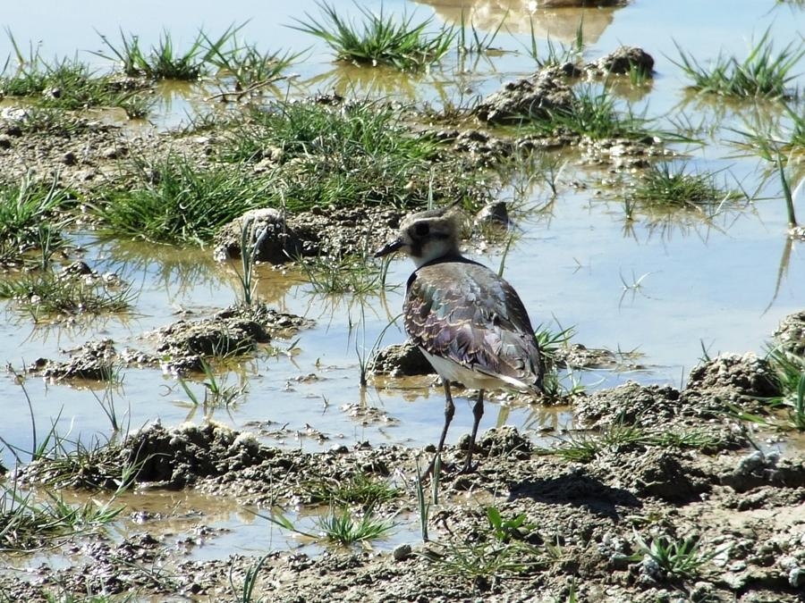 Northern Lapwing